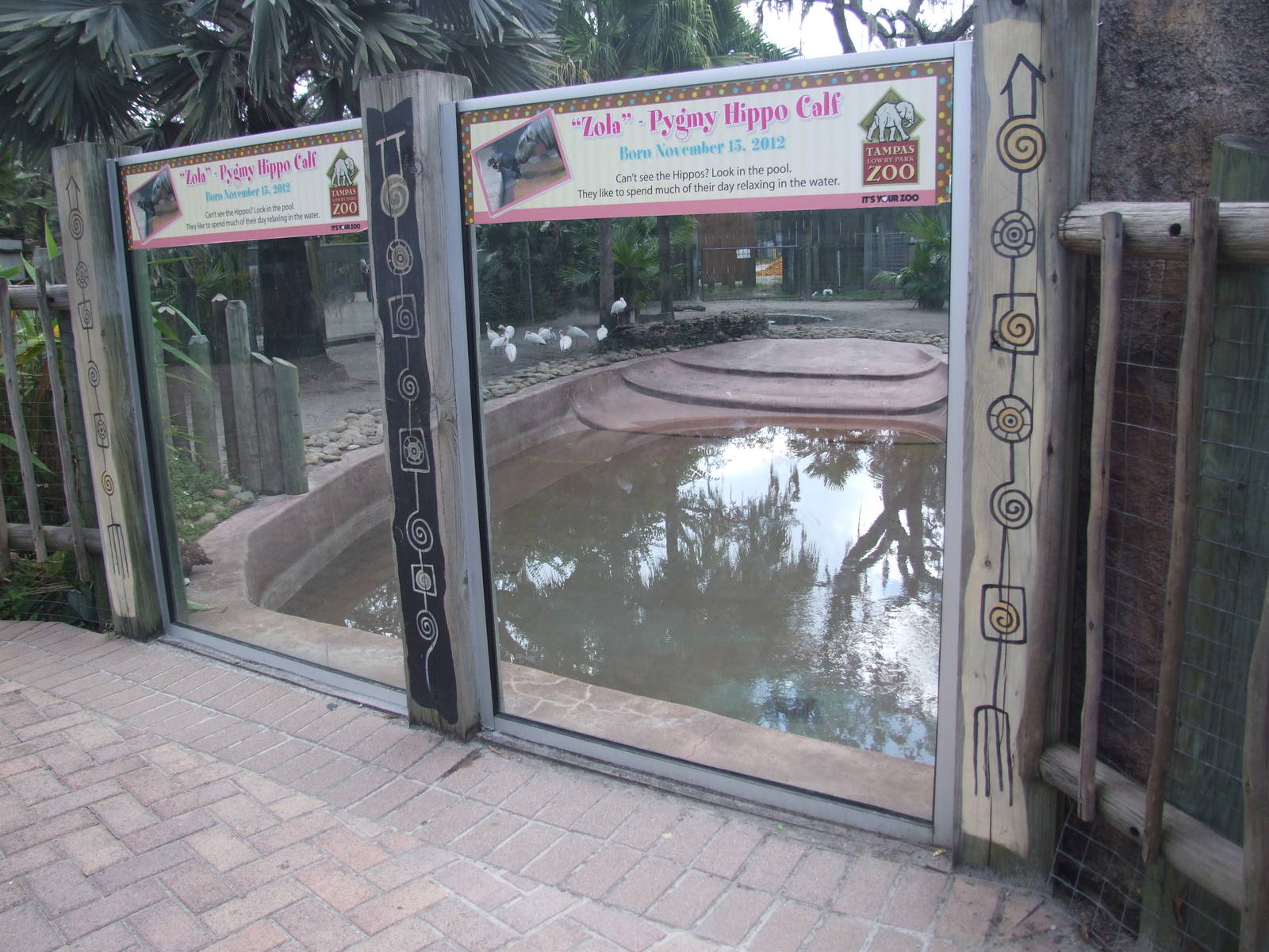 Hippo Enclosure at Lowry Park, 13/10/13