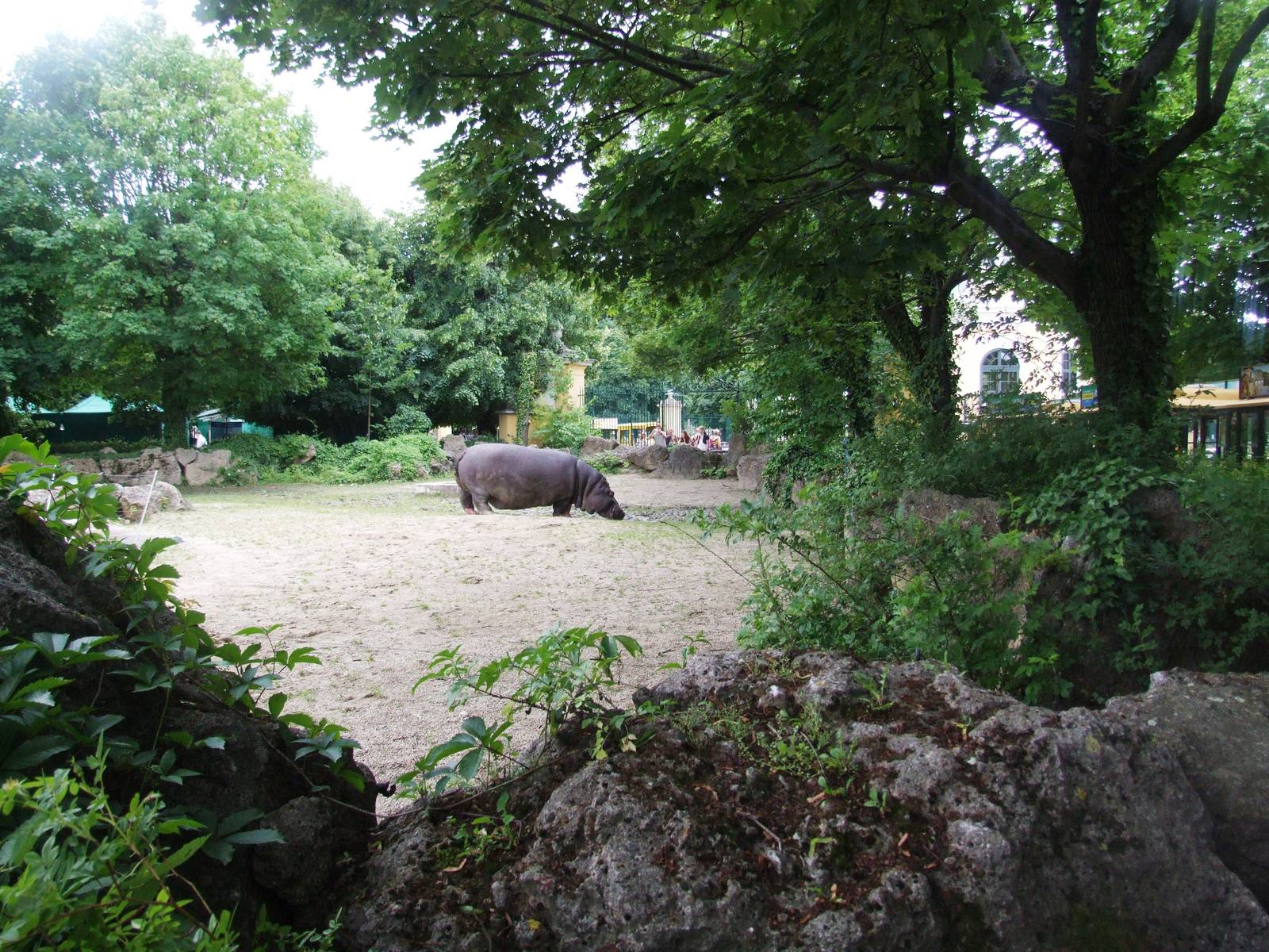 Hippo Enclosure at Vienna, 14/06/13