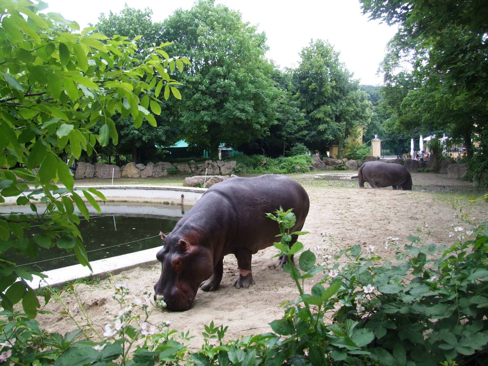 Hippo Enclosure at Vienna, 14/06/13