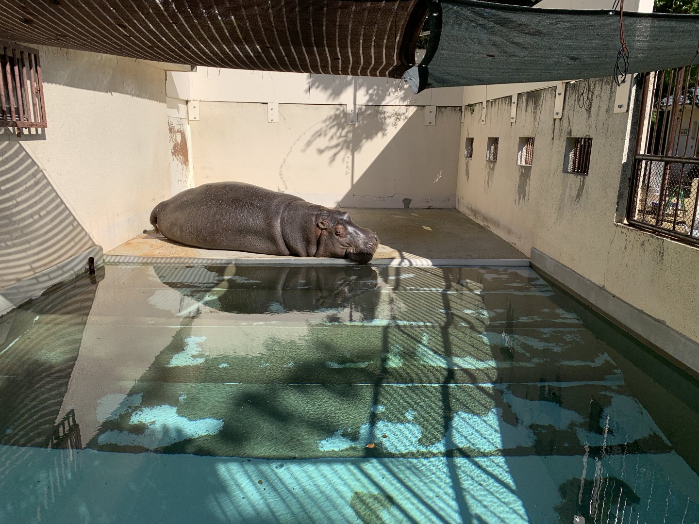 Hippo Enclosure (Himeji City Zoo)