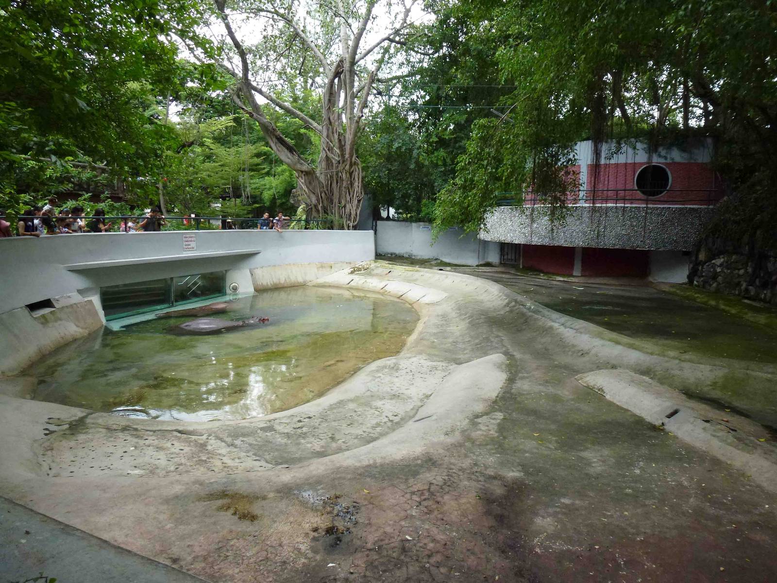 Hippo enclosure, July 2013.