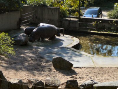 hippo enclosure prague