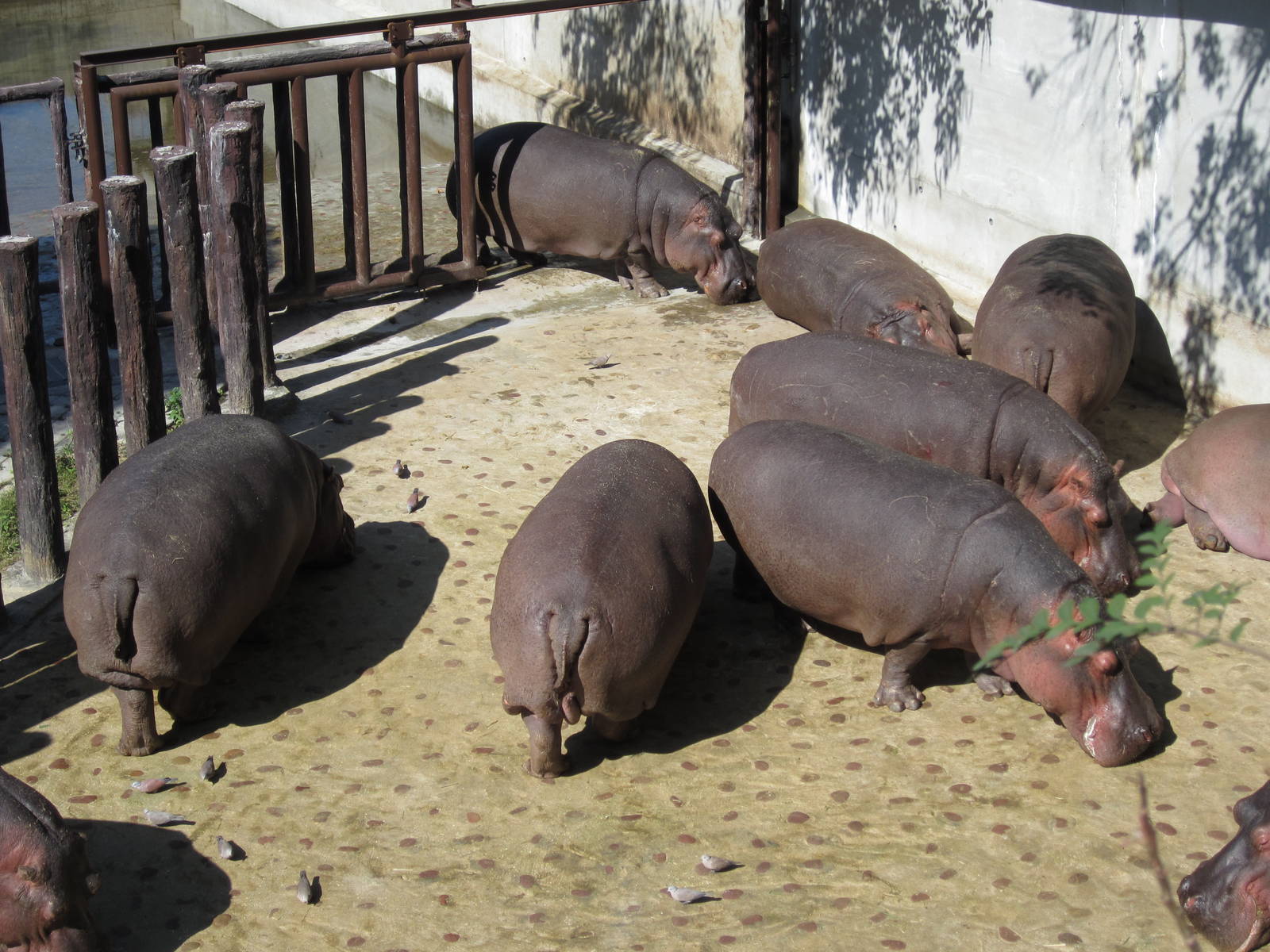 Hippo enclosure (under renovate)