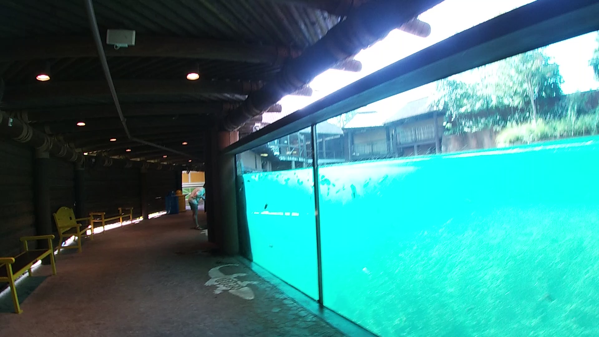 Hippo Enclosure Underwater, Zambezi River Hippo Camp, Aug. 2020