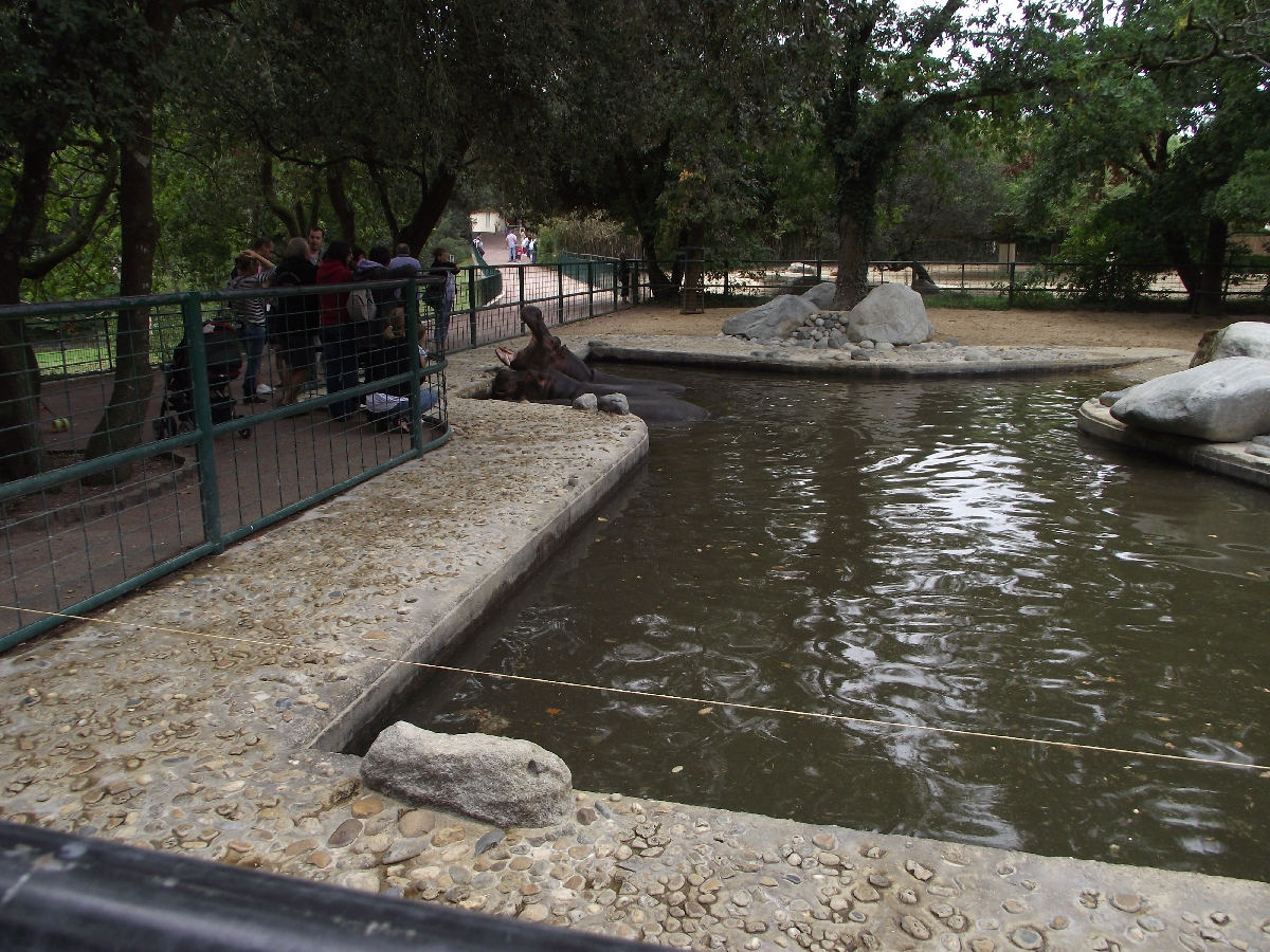 Hippo Enclosure