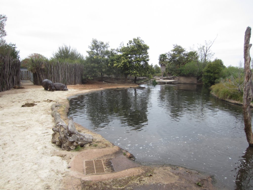 Hippo enclosure