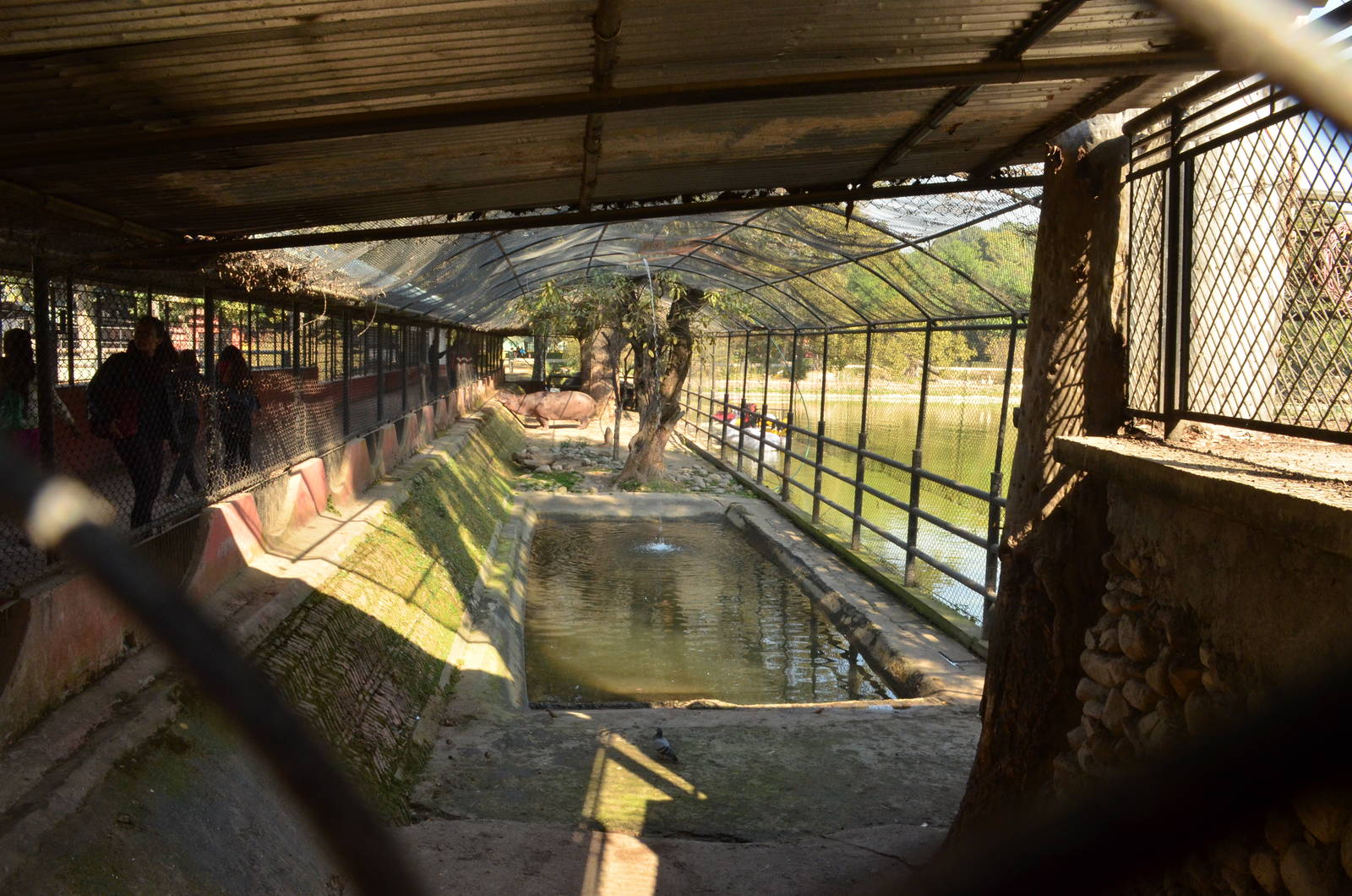 Hippo Enclosure