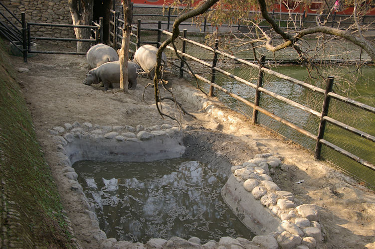 Hippo enclosure