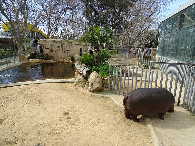 Hippo enclosure
