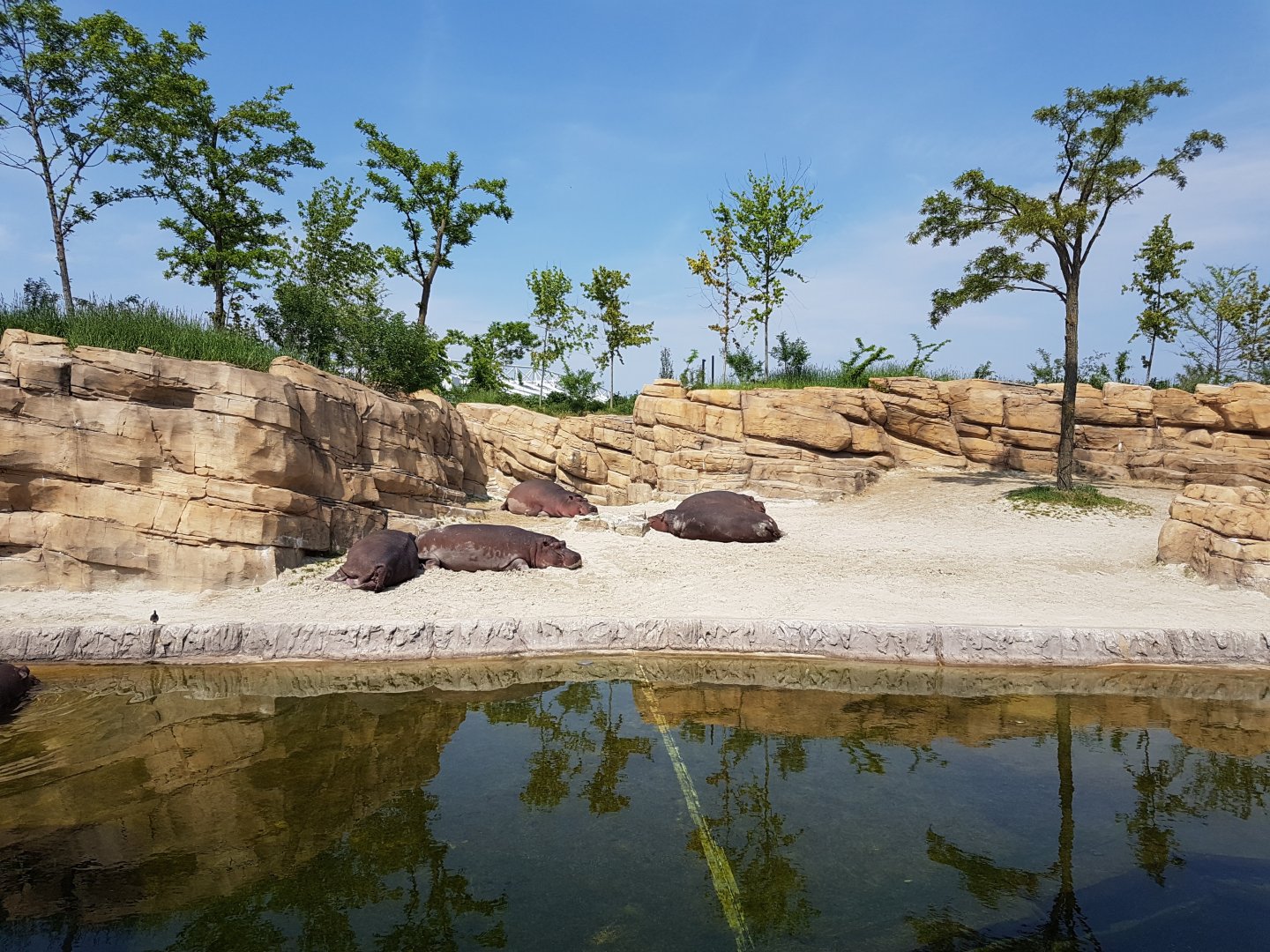 Hippo-enclosure