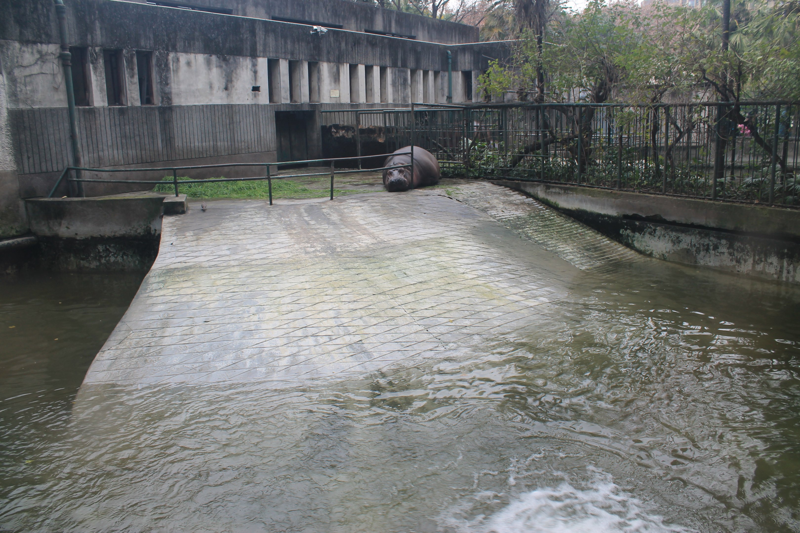 Hippo enclosure