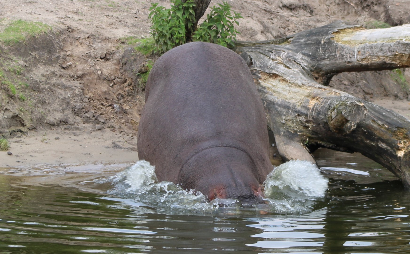 Hippo entering the water