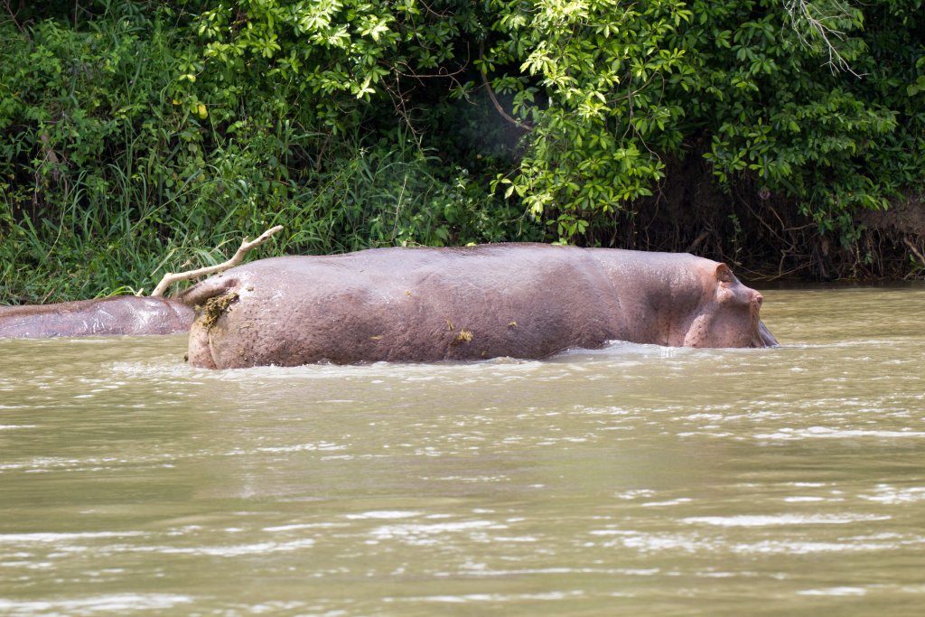 Hippo ... erm, wagging it's tail