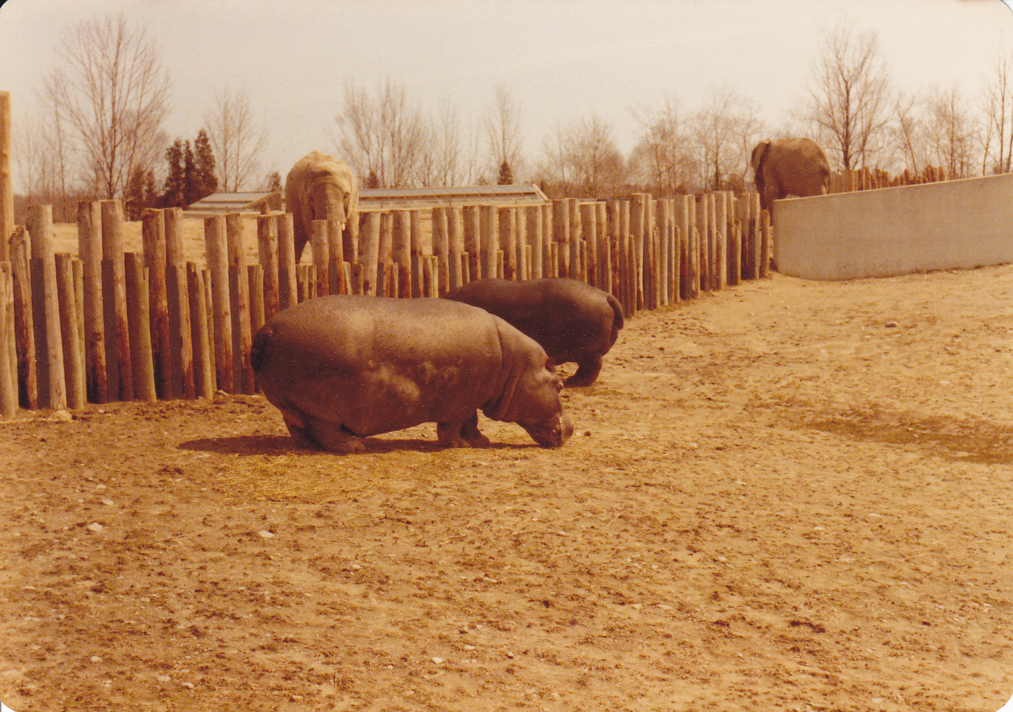 Hippo Exhibit 1980