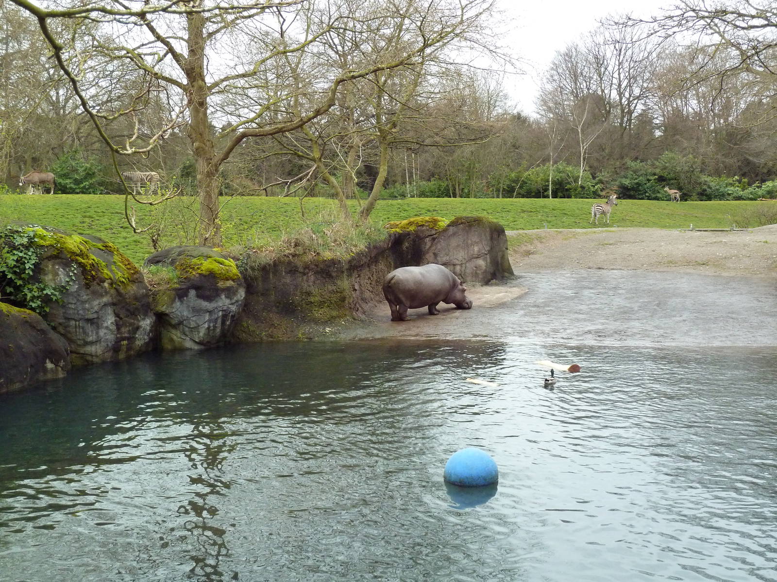 Hippo Exhibit + African Savanna