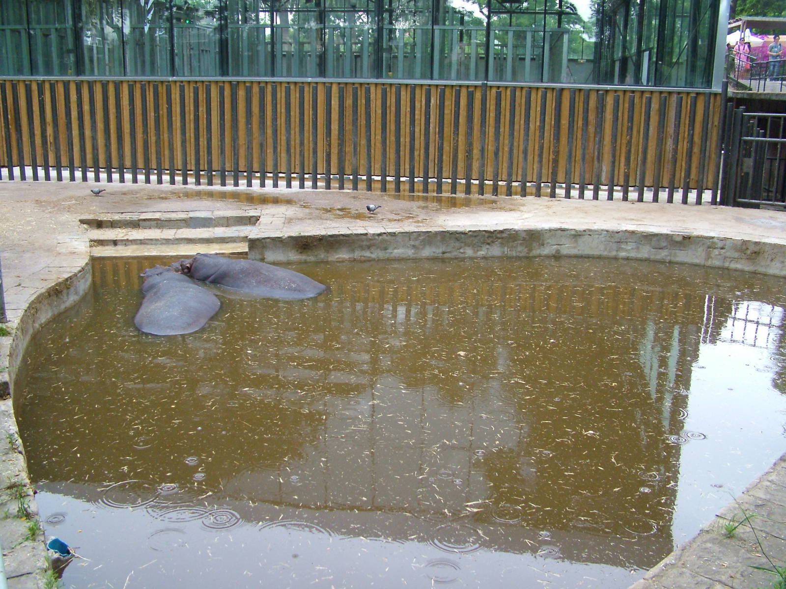 Hippo Exhibit at Barcelona, 30/05/11