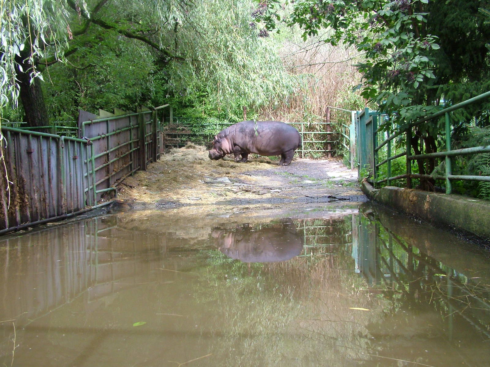 Hippo Exhibit at Opel-Zoo Kronberg, 30/08/10