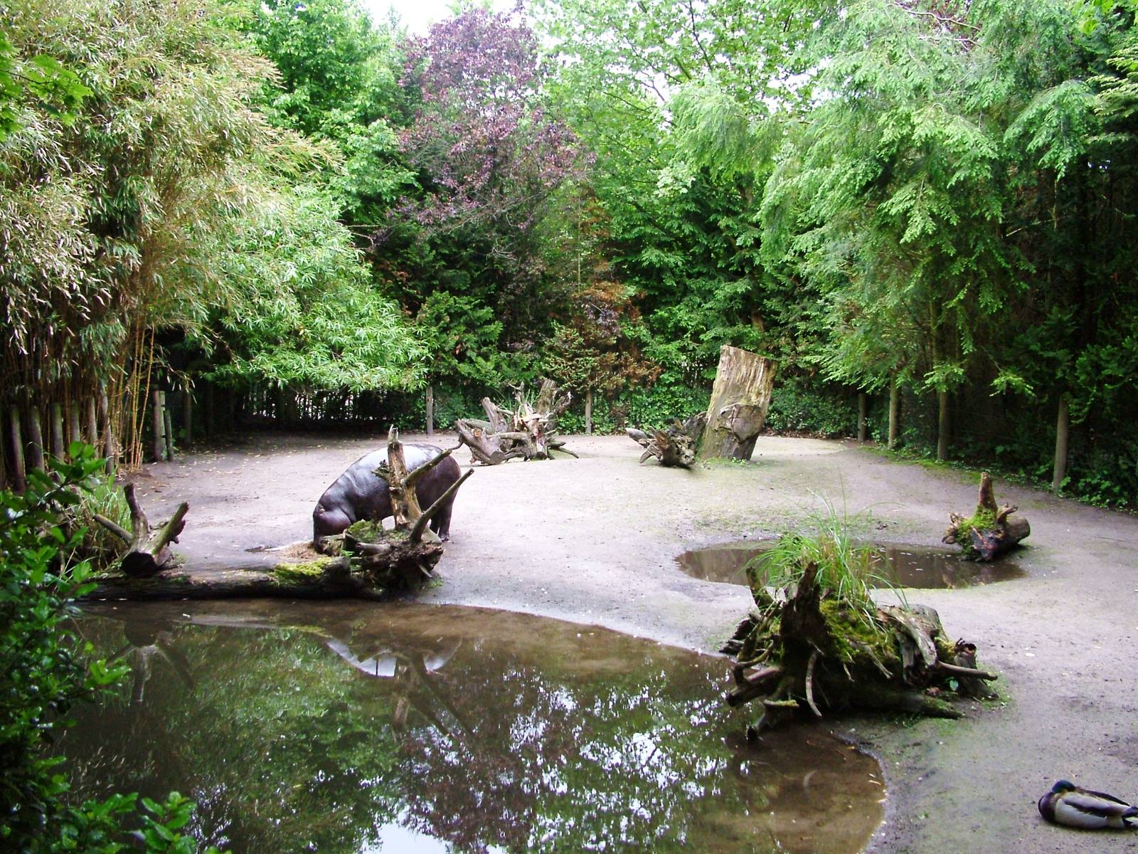 Hippo Exhibit at Wissel Zoo, Epe, 01/06/12