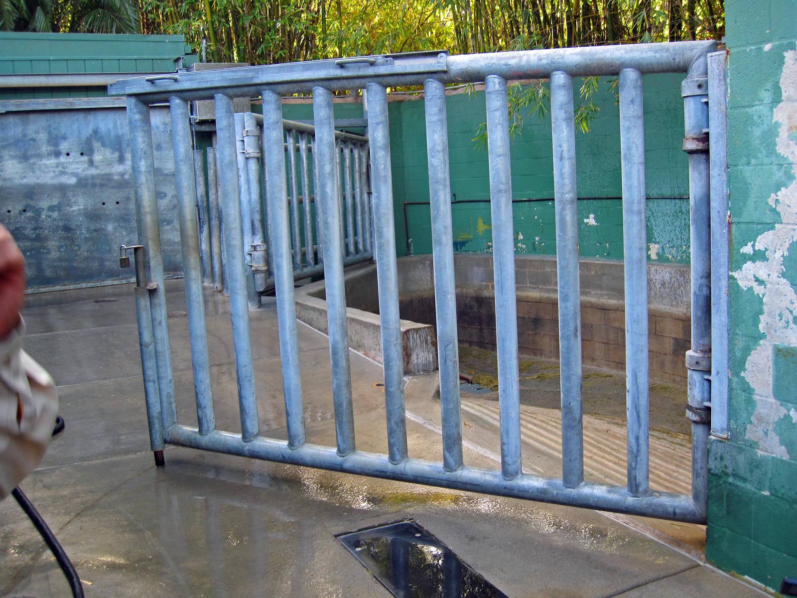 Hippo exhibit - behind the scenes tour