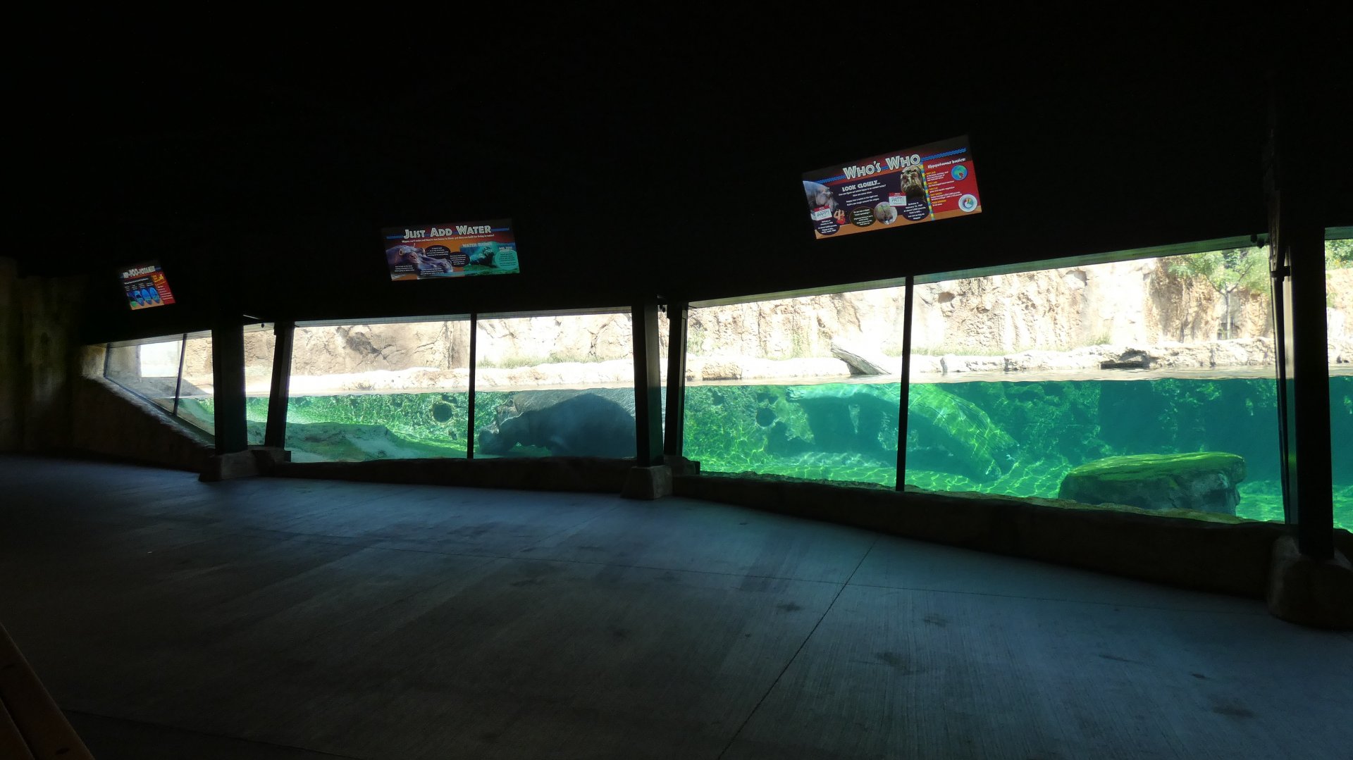 Hippo Exhibit, Hippo Haven - Aug. 2021