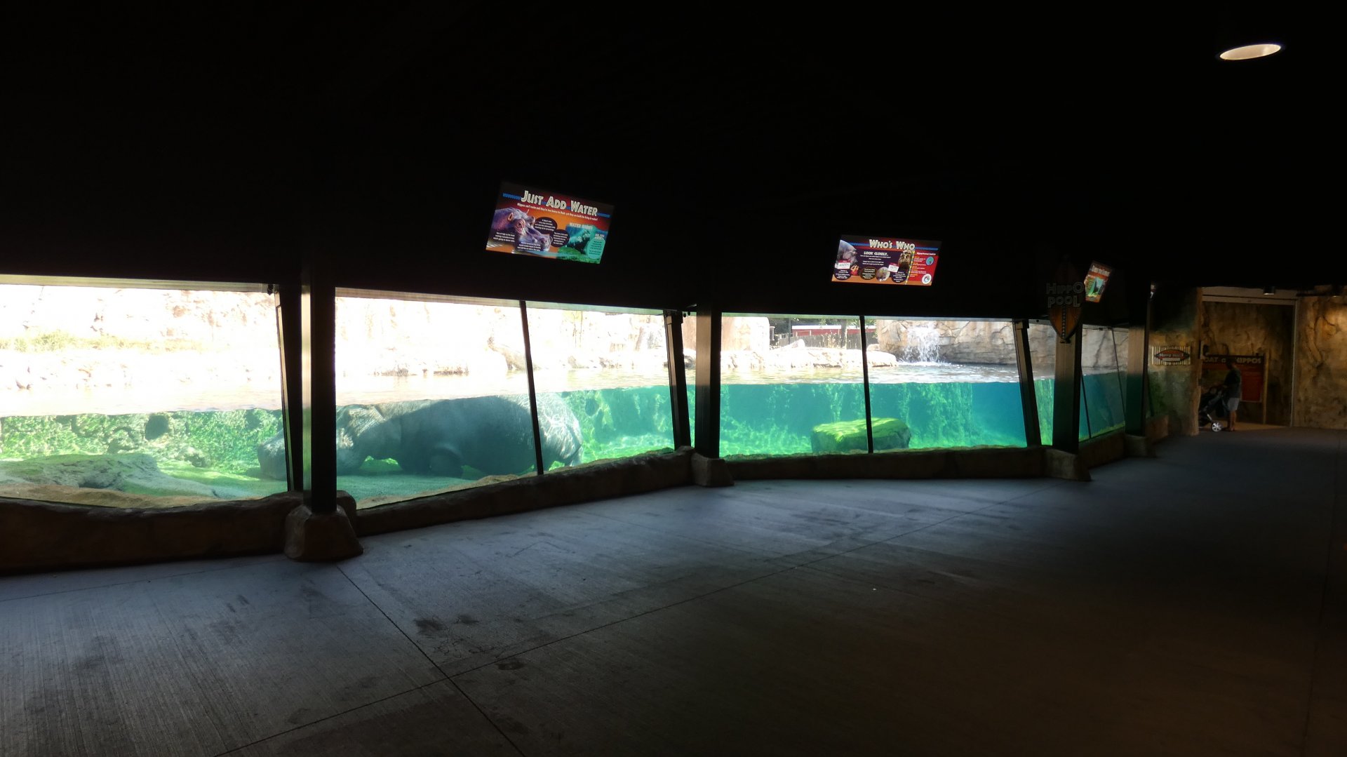 Hippo Exhibit, Hippo Haven - Aug. 2021