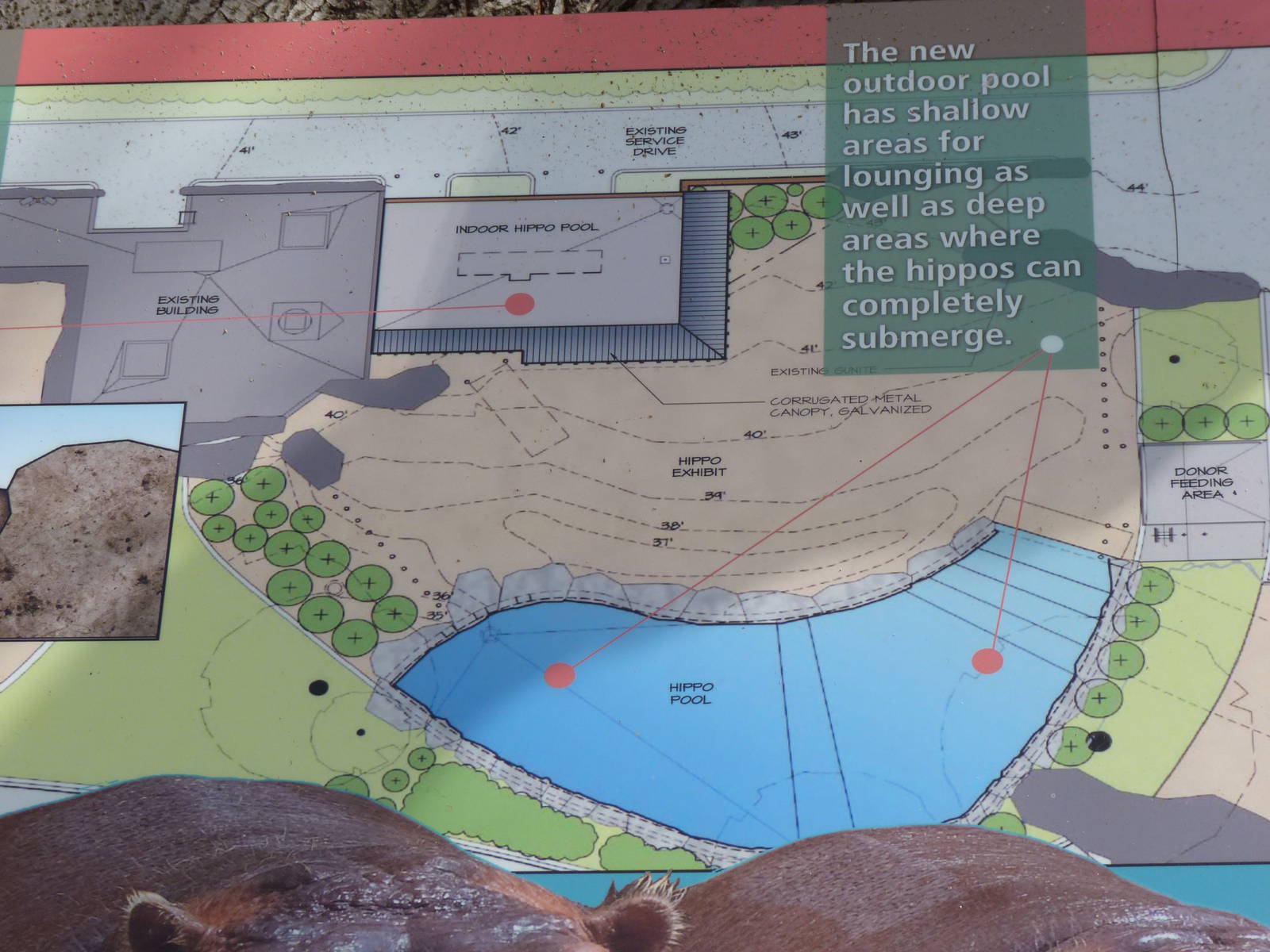 Hippo Exhibit Layout