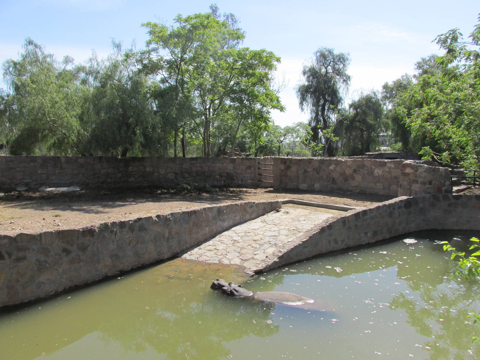 hippo exhibit mendoza zoo
