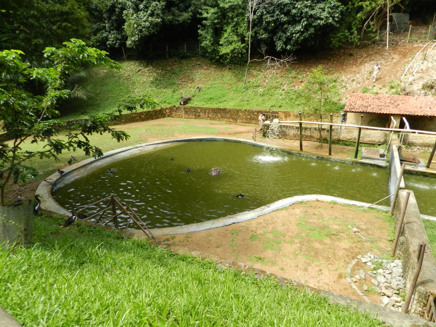 Hippo exhibit - Salvador zoo (PZGV)
