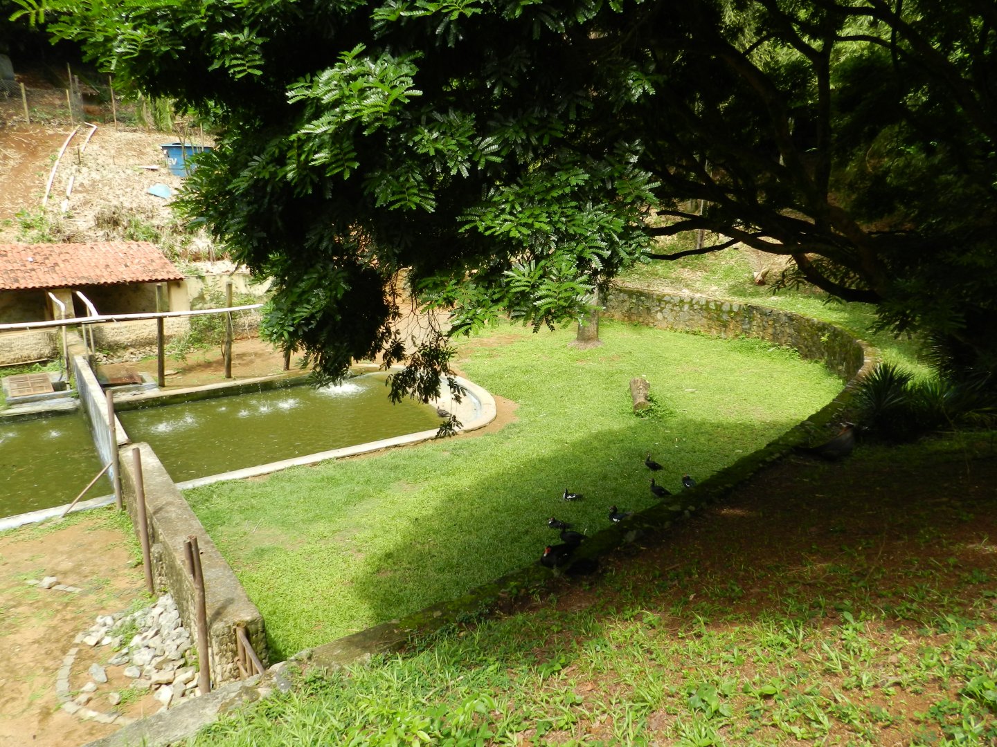 Hippo exhibit - Salvador zoo (PZGV)