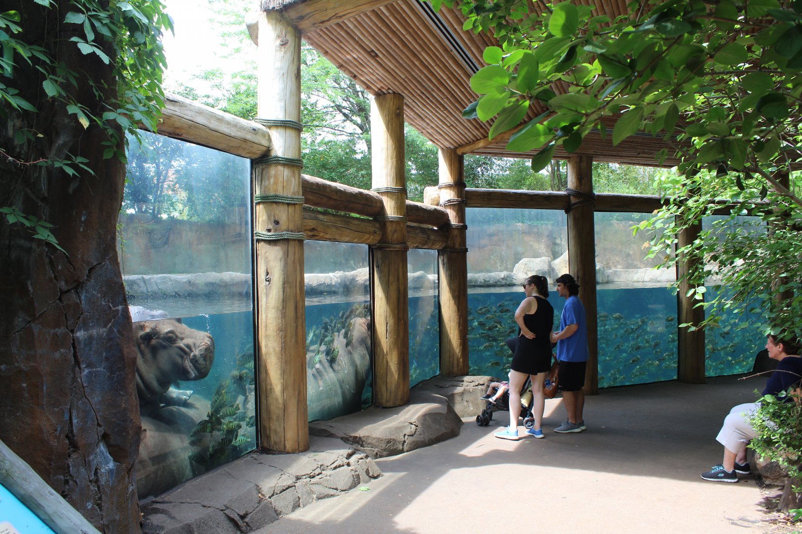 Hippo Exhibit Underwater Viewing - Rivers Edge