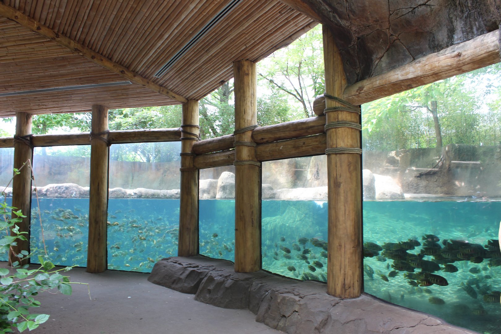 Hippo Exhibit Underwater Viewing - Rivers Edge