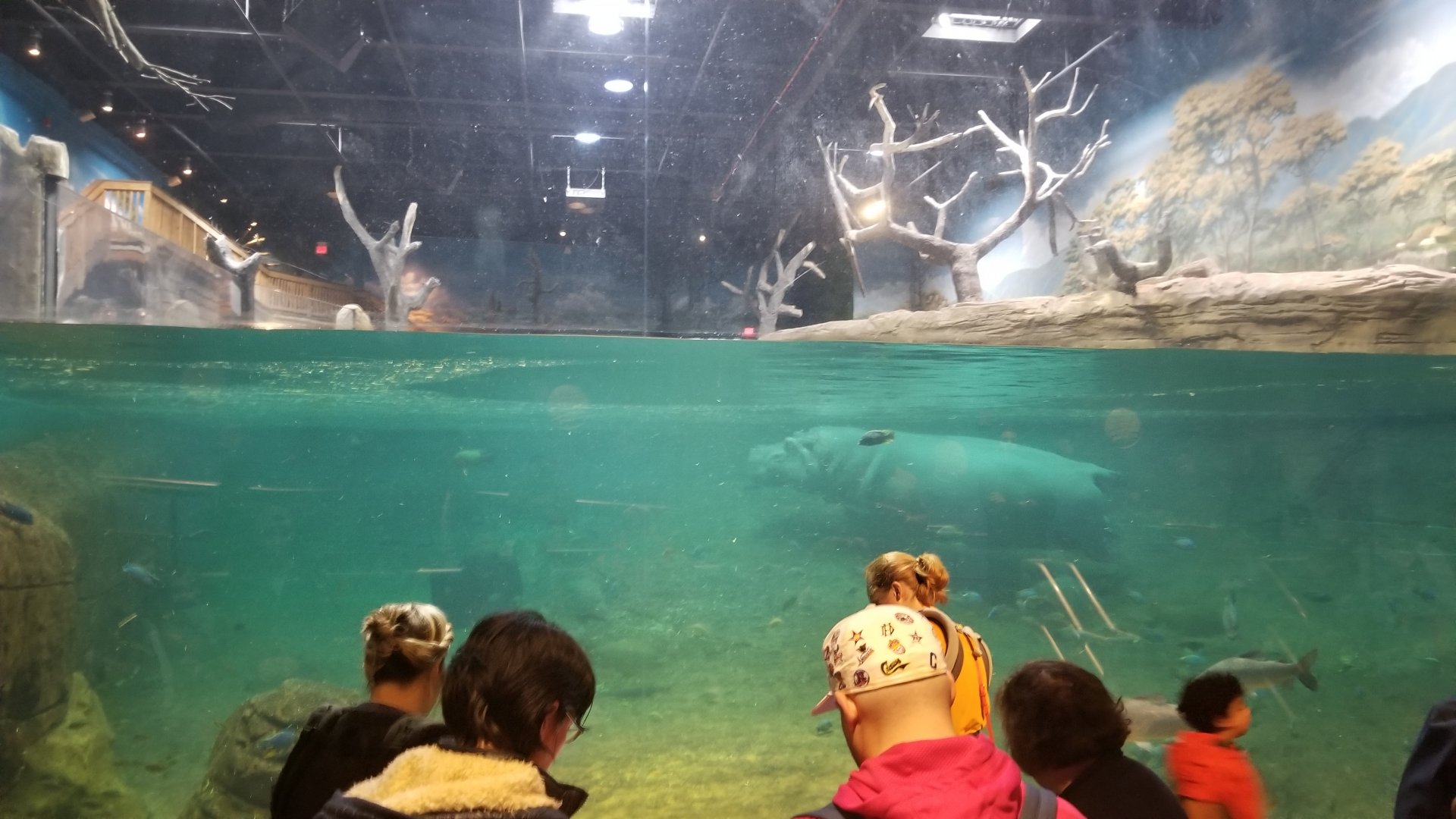 Hippo exhibit, underwater viewing