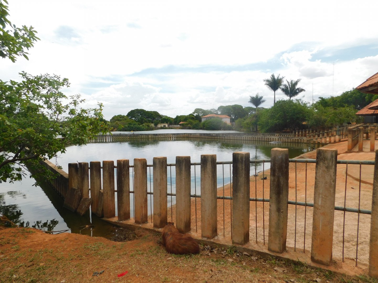 Hippo exhibit (wild capybara in the front) - Brasilia zoo