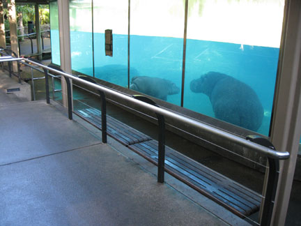 hippo exhibit