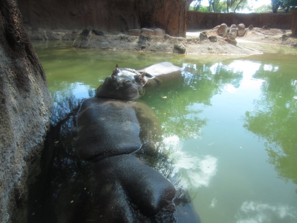 Hippo exhibit