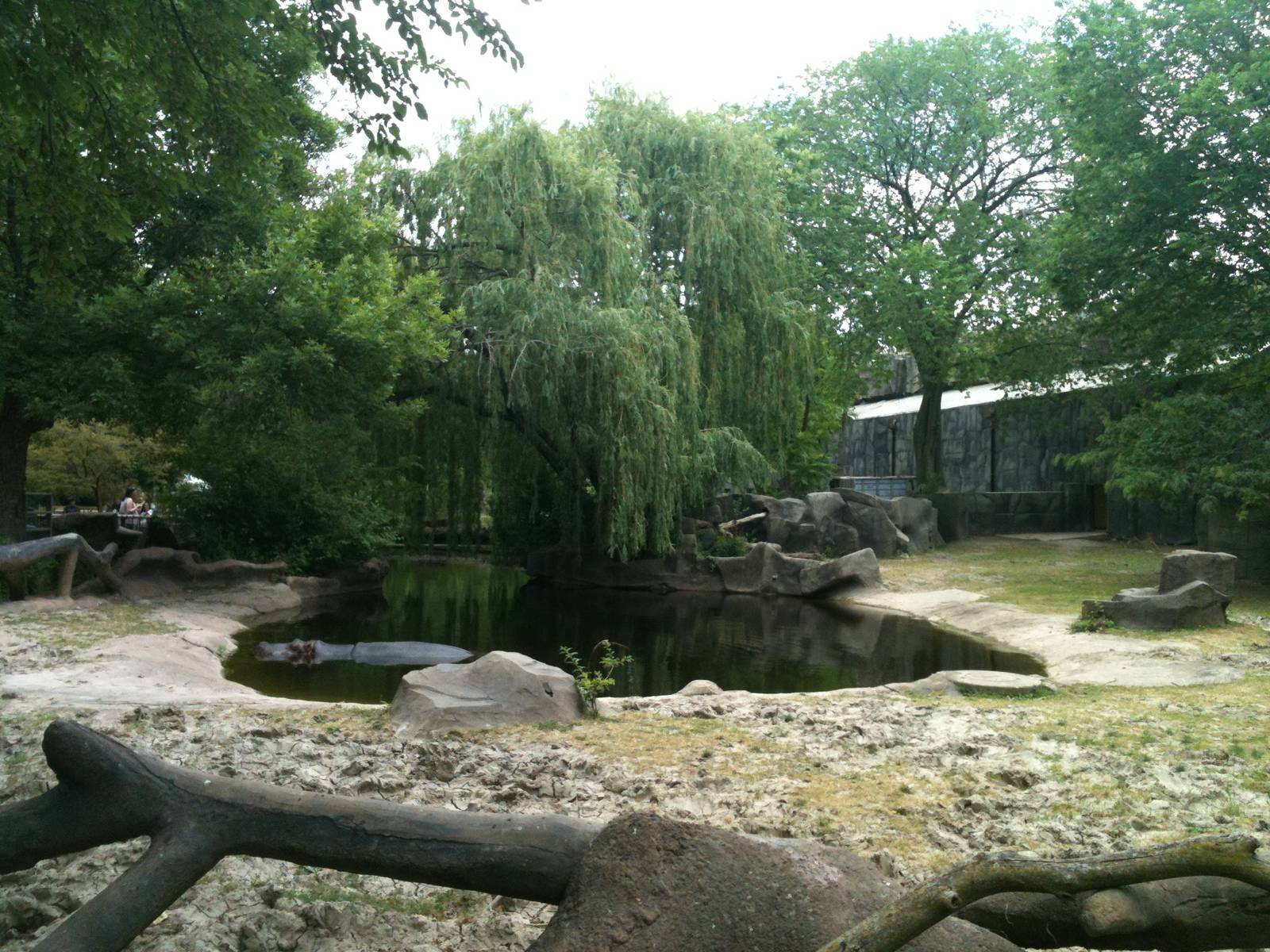 Hippo Exhibit