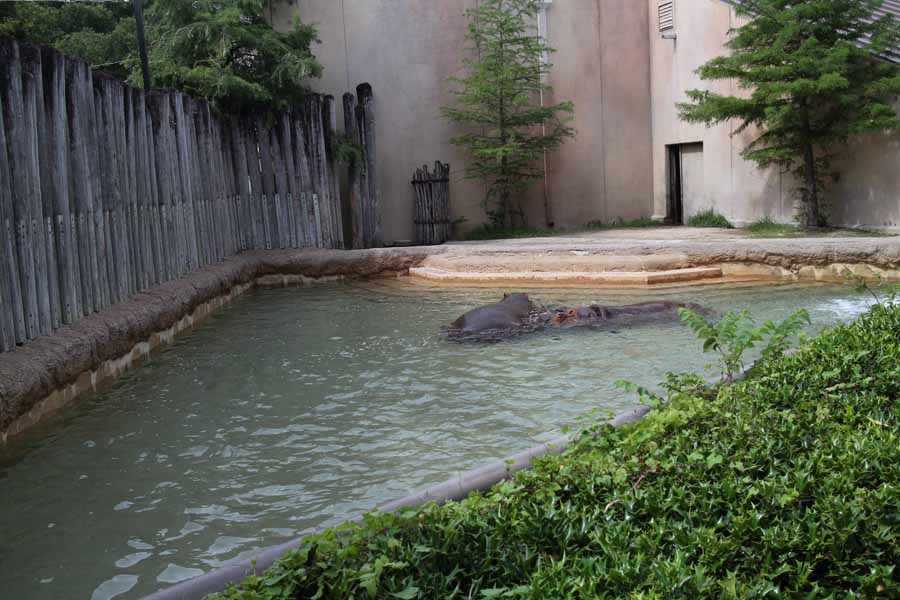hippo exhibit