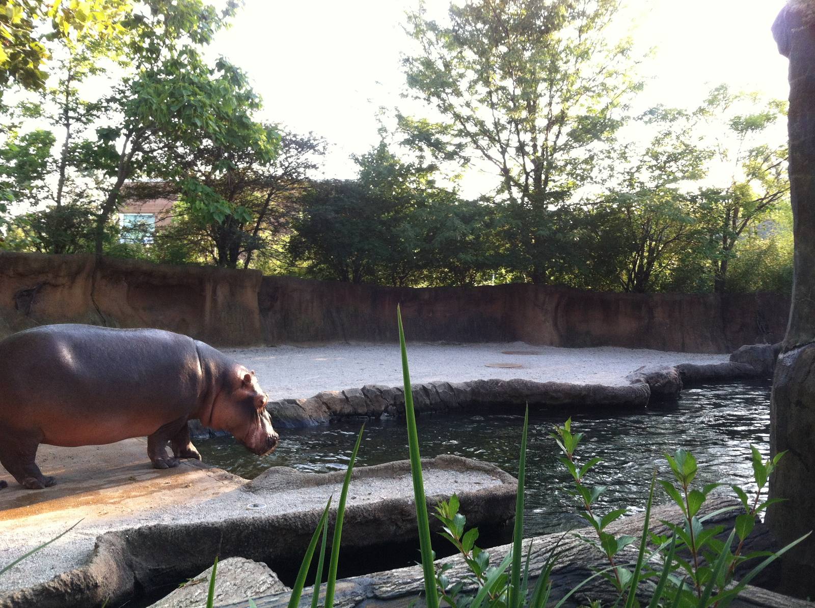 Hippo Exhibit