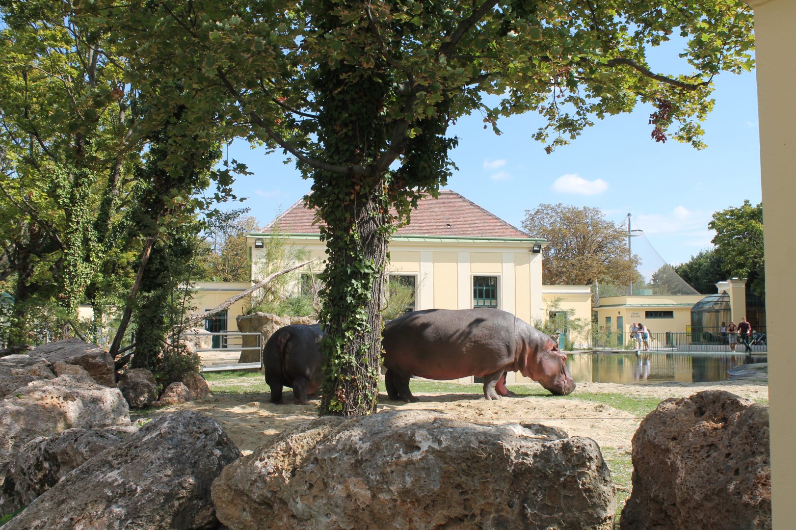 Hippo Exhibit