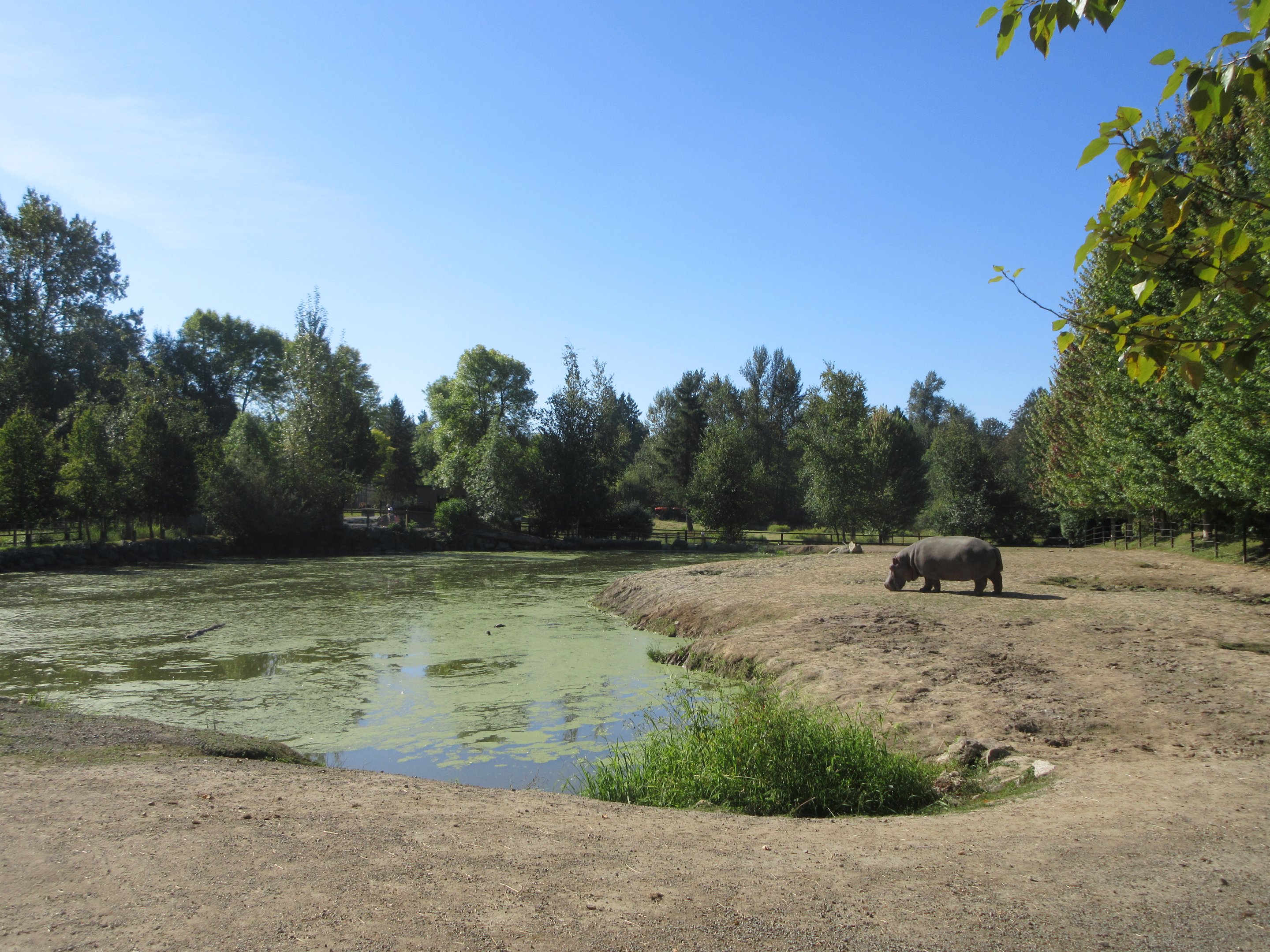 Hippo Exhibit