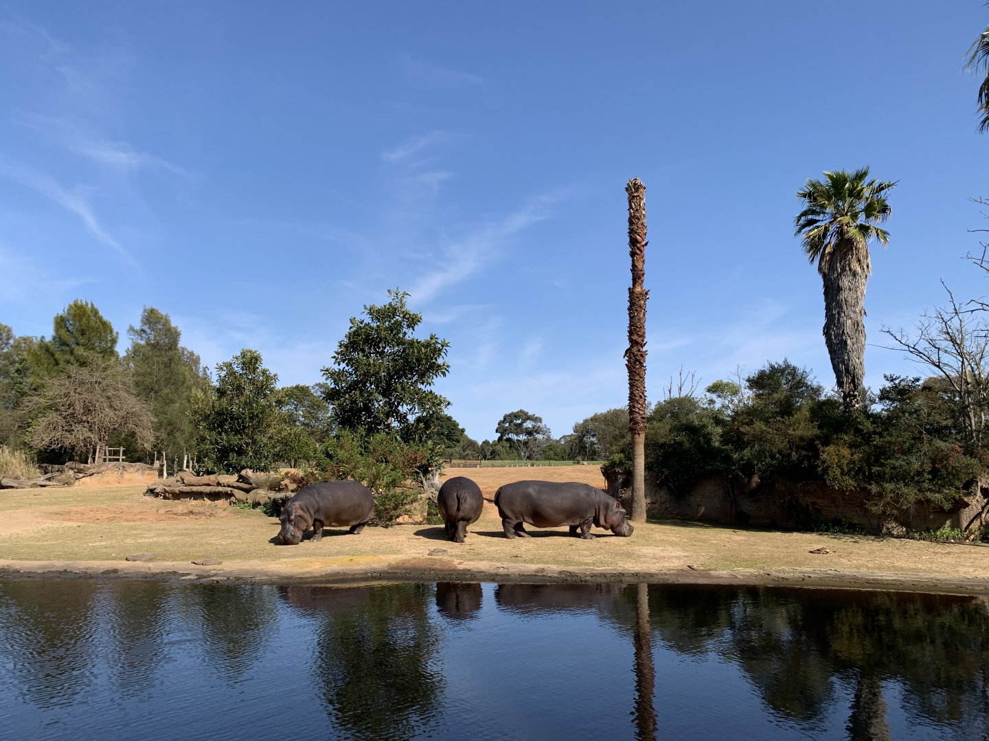 Hippo Exhibit
