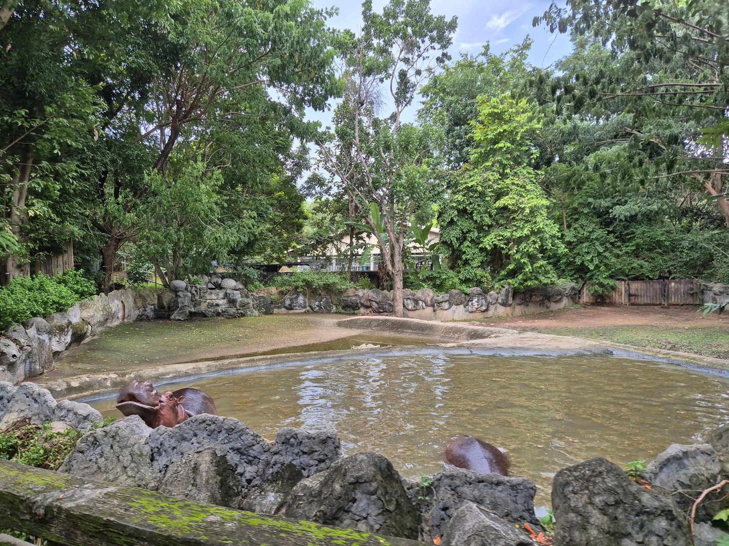 Hippo exhibit