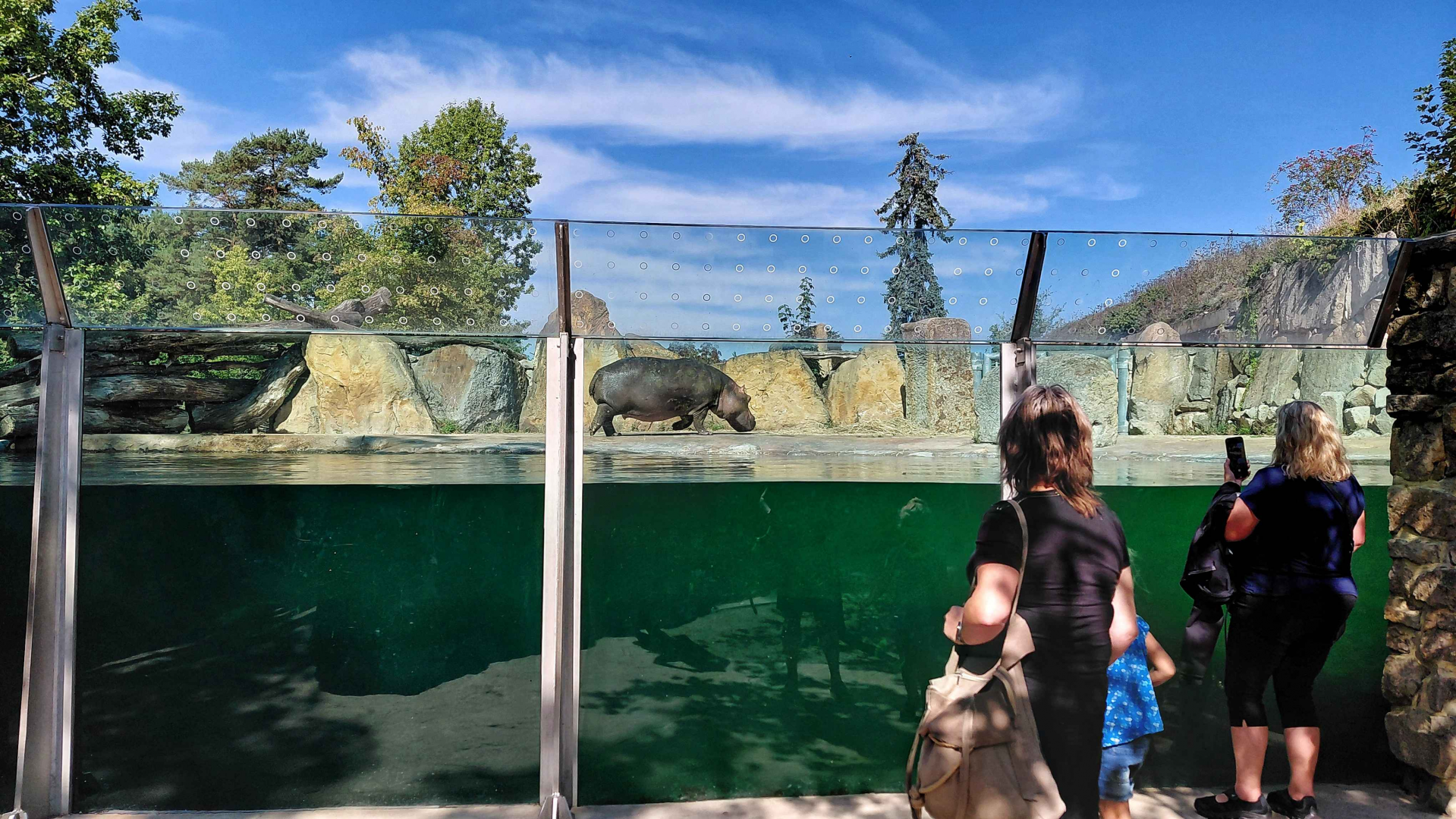 Hippo exhibit