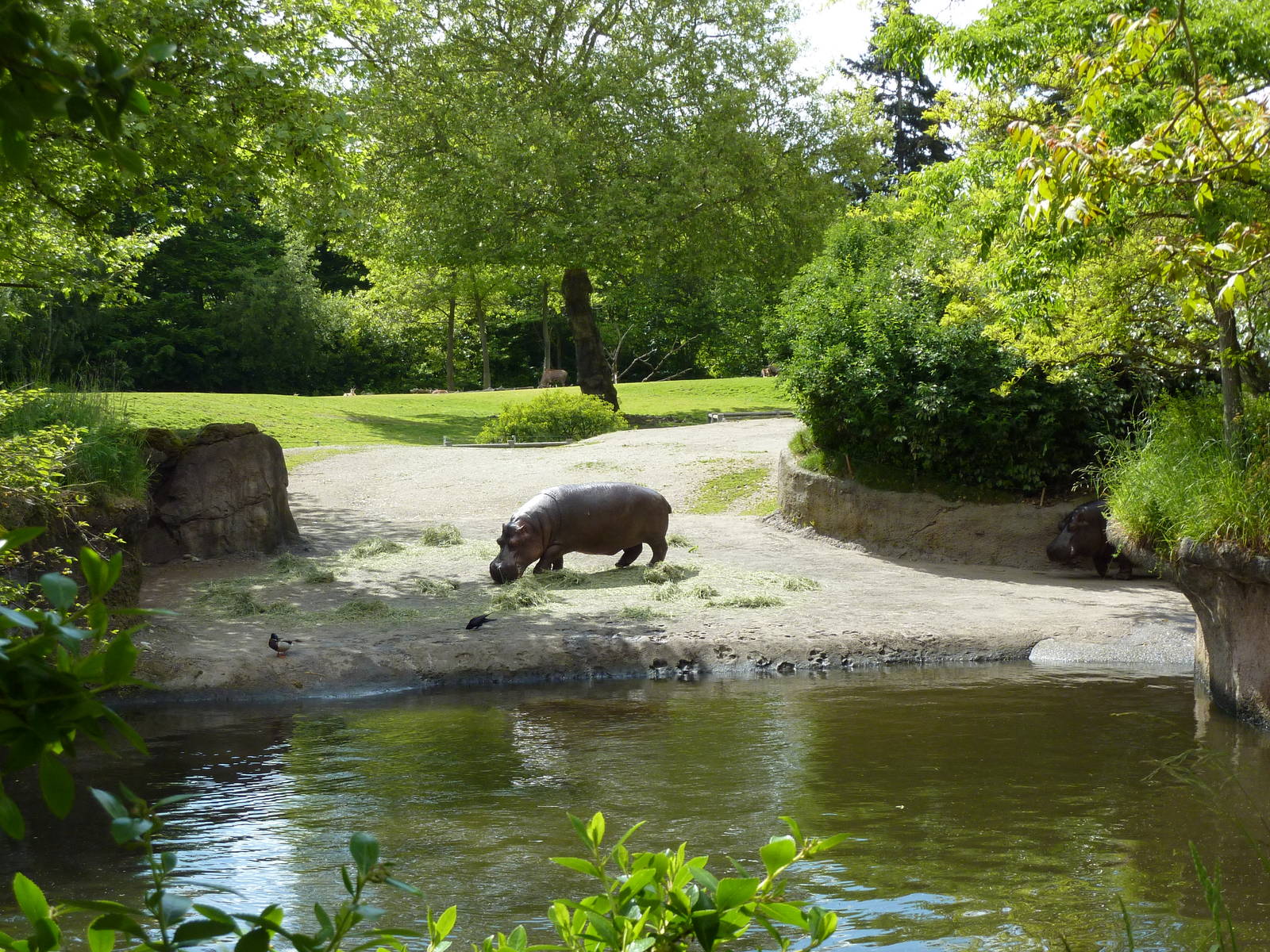 Hippo Exhibit
