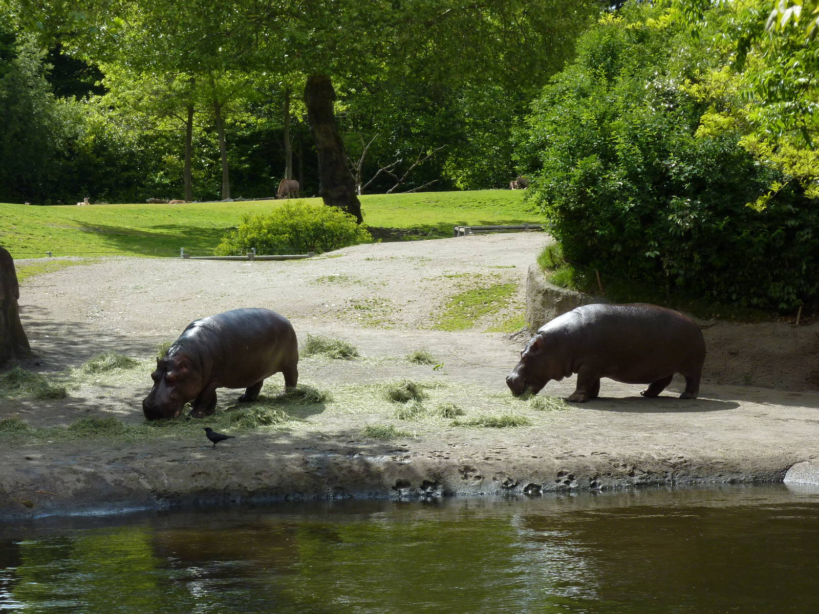 Hippo Exhibit