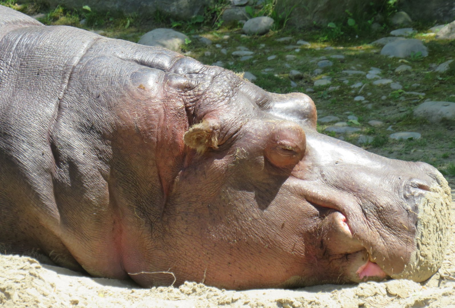 Hippo face close-up