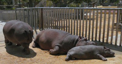 hippo family