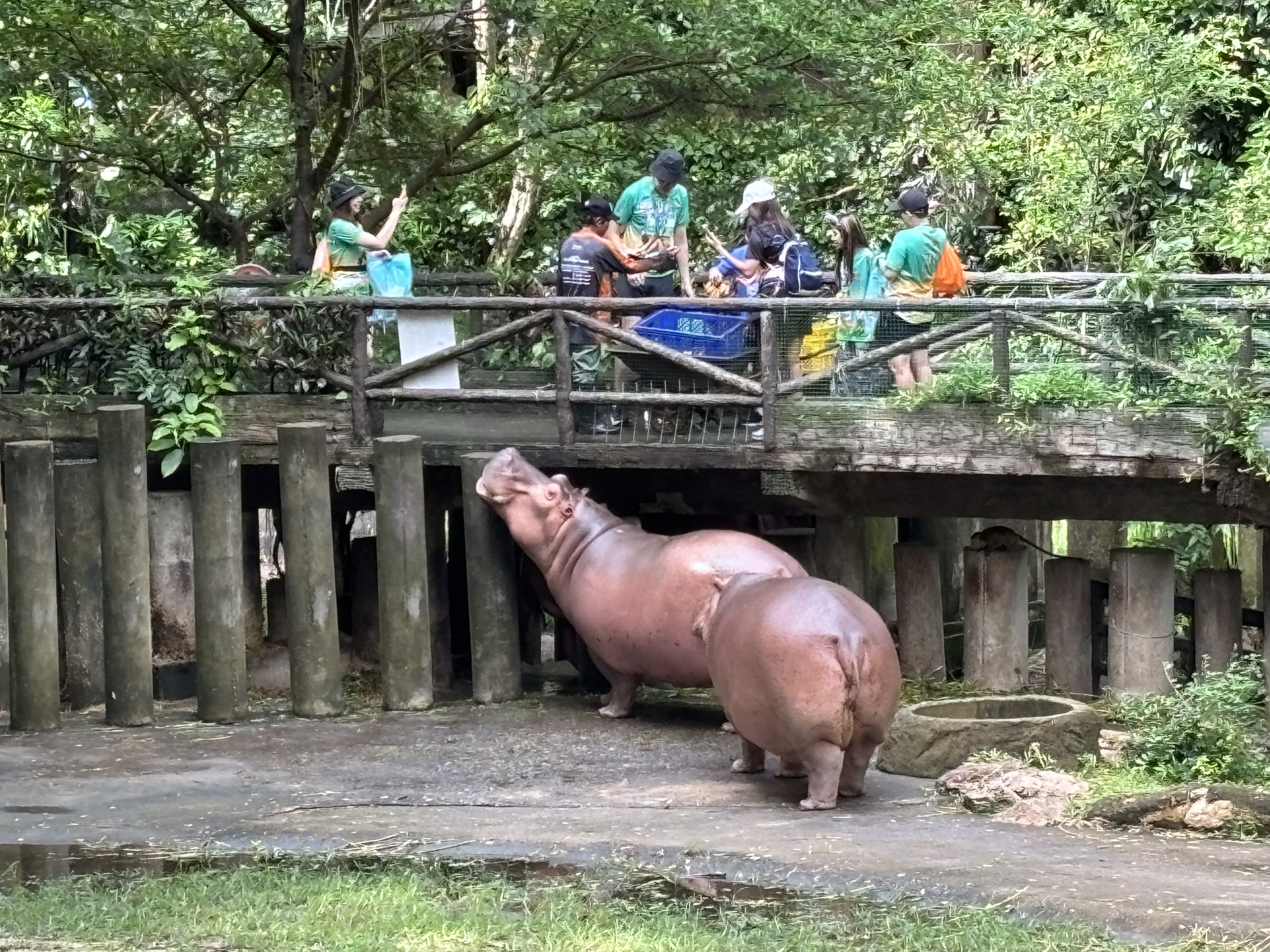 Hippo feeding time