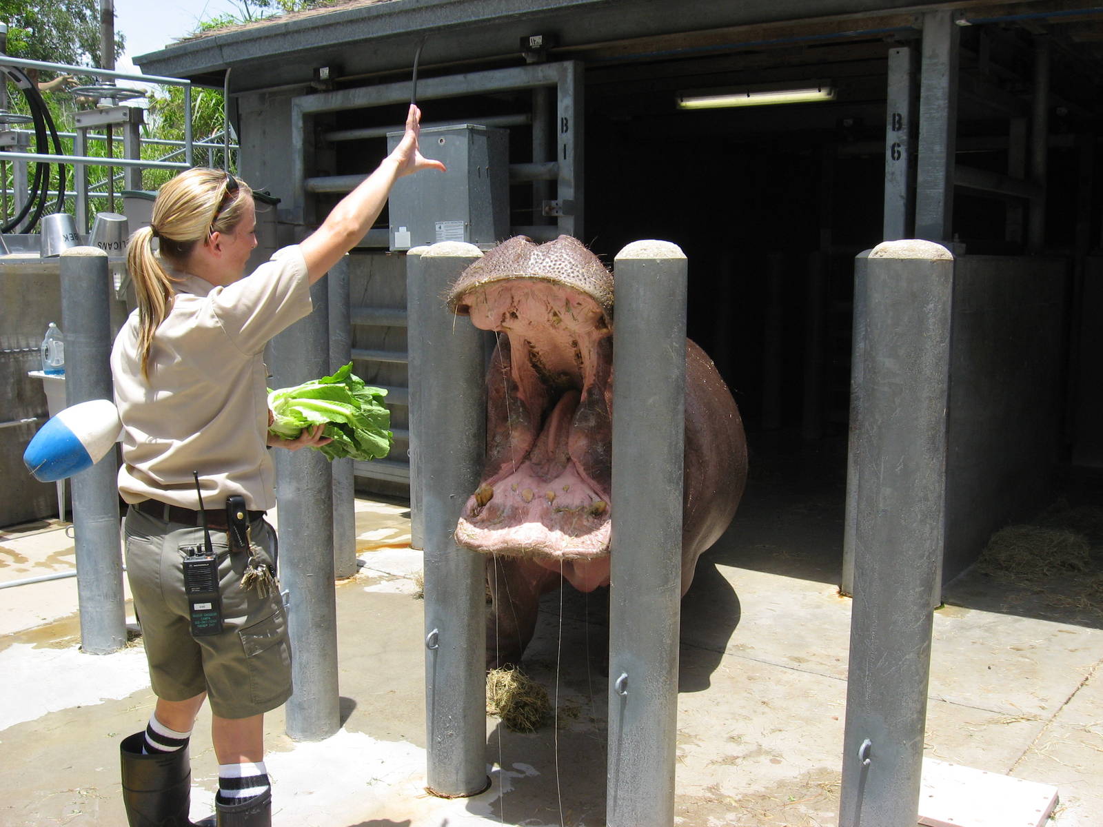 Hippo Feeding