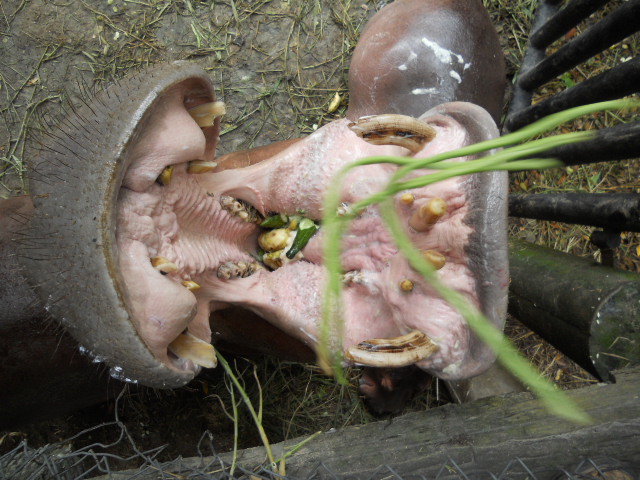 Hippo feeding